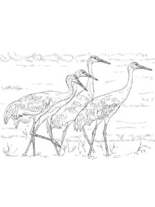 Crane coloring page