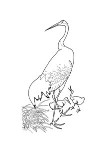 Crane coloring page