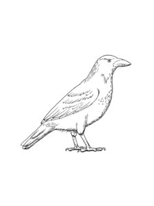 Crow coloring page