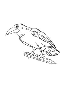 Crow coloring page