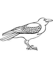 Crow coloring page