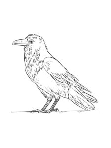 Crow coloring page