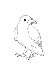 Crow coloring page