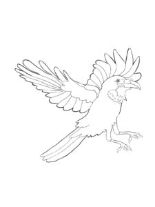 Crow coloring page