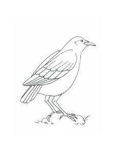 Crow coloring page