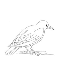 Crow coloring page