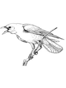 Crow coloring page