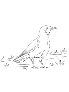 Crow coloring page