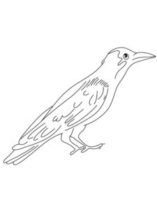 Crow coloring page