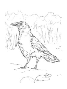 Crow coloring page