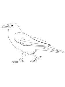 Crow coloring page