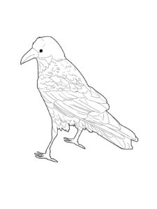 Crow coloring page