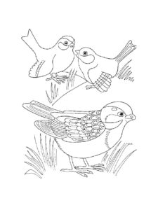 Cuckoo coloring page