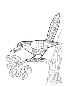 Cuckoo coloring page