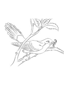 Cuckoo coloring page