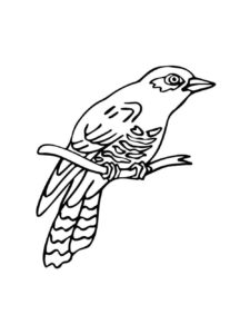 Cuckoo coloring page