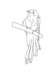 Cuckoo coloring page