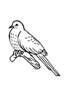 Cuckoo coloring page