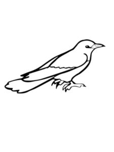 Cuckoo coloring page