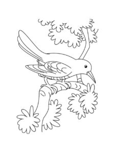 Cuckoo coloring page