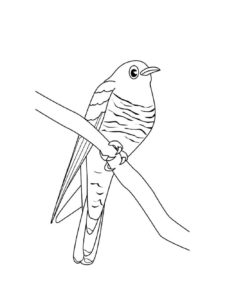 Cuckoo coloring page