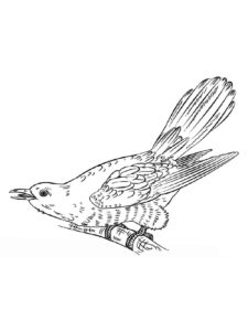 Cuckoo coloring page