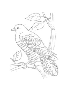 Cuckoo coloring page