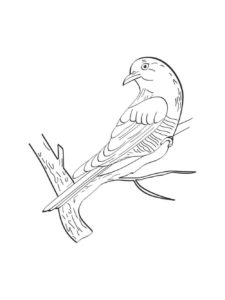 Cuckoo coloring page