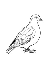 Dove coloring page