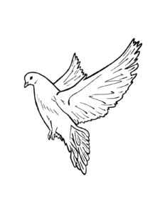 Dove coloring page