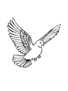 Dove coloring page