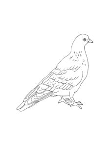 Dove coloring page