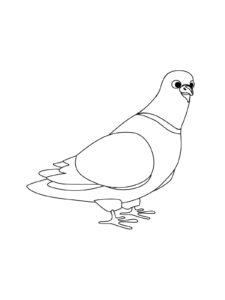 Dove coloring page