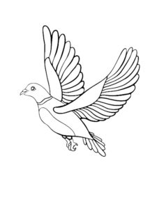 Dove coloring page