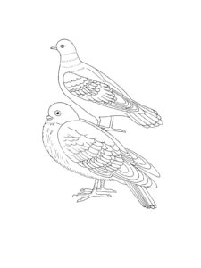 Dove coloring page