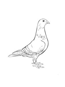 Dove coloring page