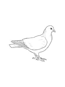 Dove coloring page