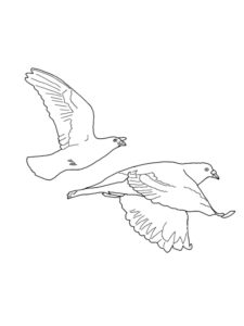 Dove coloring page