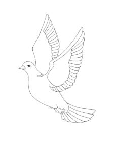 Dove coloring page