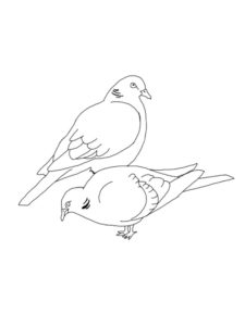 Dove coloring page