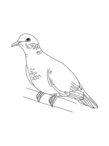 Dove coloring page