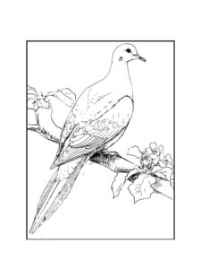 Dove coloring page