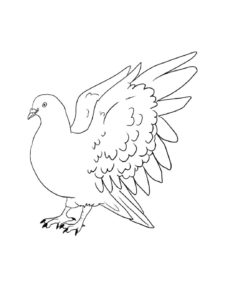 Dove coloring page