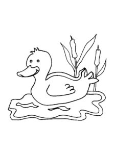 Duck coloring page