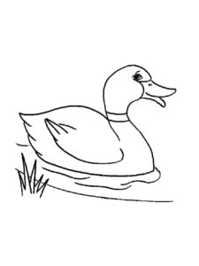 Duck coloring page