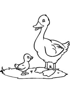 Duck coloring page