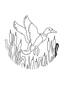 Duck coloring page