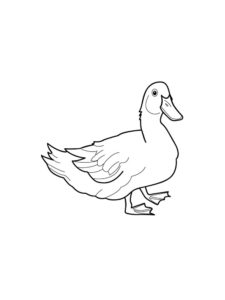 Duck coloring page