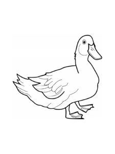 Duck coloring page