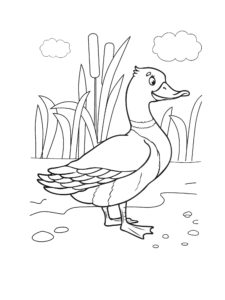 Duck coloring page